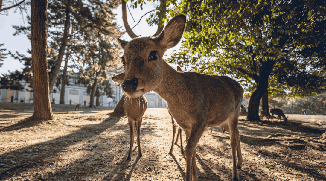 Curious deer approach the camera in Nara Park, Japan
